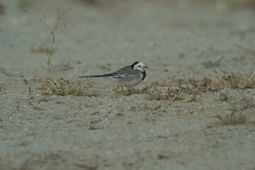 White wagtail