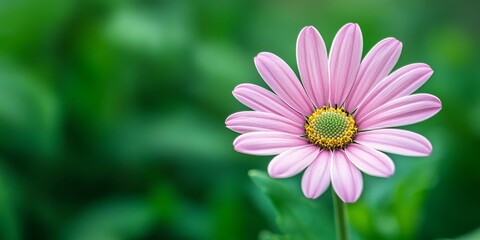 Obraz premium Close up of a pink daisy against a vibrant green background, highlighting the delicate beauty of the pink daisy and its intricate petal details amidst the lush greenery.