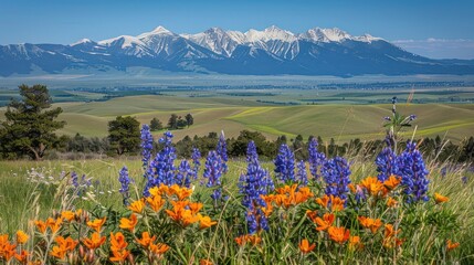 Fototapeta premium Wildflowers bloom in foreground with snow-capped mountains and rolling hills in background.