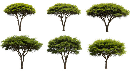 Fototapeta premium A gathering of distinct African acacia trees presented with a transparent background, focusing on the idea of plant life and flowering species.