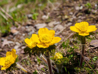 Rare flowers of alpine meadows, decorated with drops of dew, create a bright and picturesque landscape, filling the atmosphere with freshness