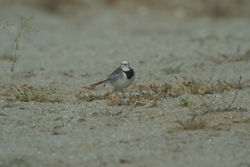 White wagtail