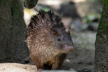 Close up Portrait of a cute Brush-tailed Porcupine in Taiping Zoo