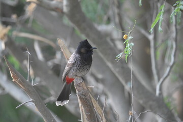 Red vented bulbul