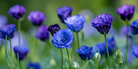 Vibrant blue and dark purple eustoma flowers flourish in the garden and park, creating stunning eustoma decorations that enhance the beauty of the surroundings. A perfect eustoma background for nature