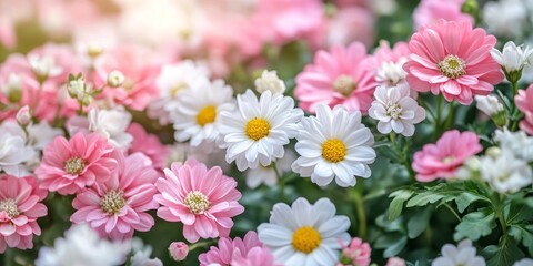 Blooming pink flowers alongside white flowers create a vibrant scene, showcasing the beauty of nature with an array of blooming flowers in various colors. Experience the charm of blooming flowers.