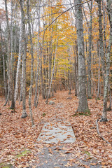 A walking trail that is covered with leaves, going through a forest. It is near the end of fall, so most of the leaves are off the trees.