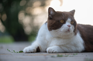Cute british shorthair cat
