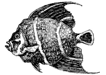 Vintage Fish Art Engraving