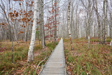 Boardwalk through Sieur de Monts grassland near the end of autumn. birch trees and grass surround the trail, which continues as far as the eye can see.