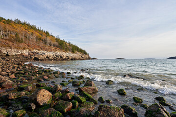Algae growing on rocks that line the coast of this Maine beach. It is autumn, and fall colors are still visible on many of the trees. A small wave comes toward shore.