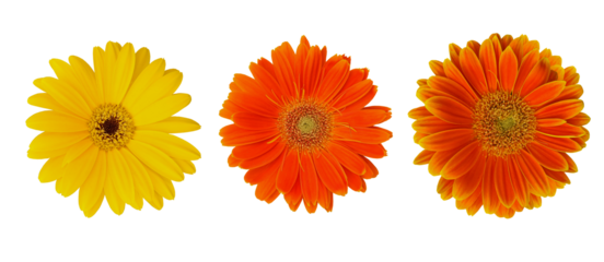 Orange and yellow gerbera flowers isolated