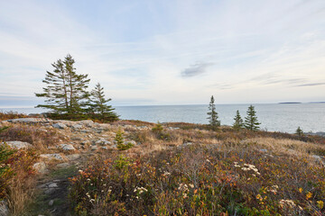 A beautiful, quiet day in a meadow located on Maine's coastline. A few pine trees grow in the grass, and the meadow is dotted with rocks and stones.