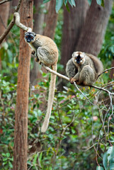 Lémur à front roux, lémurien,  Eulemur rufus, Eulemur rufifrons, Madagascar