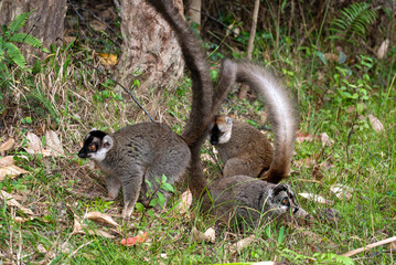 Lémur à front roux, lémurien,  Eulemur rufus, Eulemur rufifrons, Madagascar