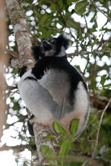 Lemur indri, Indri indri, Madagascar