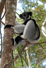 Lemur indri, Indri indri, Madagascar