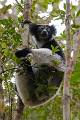 Lemur indri, Indri indri, Madagascar