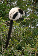 Vari noir et blanc, Varecia variegata, Lémur, Lémurien, Madagascar