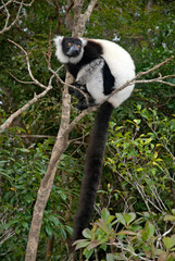 Vari noir et blanc, Varecia variegata, Lémur, Lémurien, Madagascar