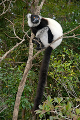 Vari noir et blanc, Varecia variegata, Lémur, Lémurien, Madagascar