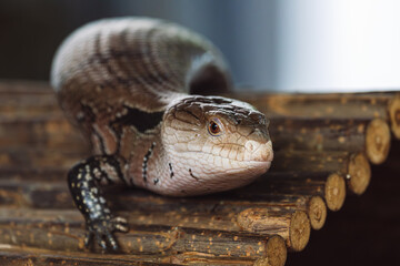 Close up Portrait of a Blue Tongued Skink with its tongue out.