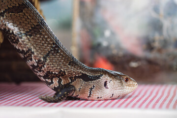Close up Portrait of a Blue Tongued Skink with its tongue out.