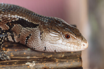 Fototapeta premium Close up Portrait of a Blue Tongued Skink with its tongue out.