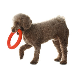 Cute dog playing with toy on white background. Adorable pet
