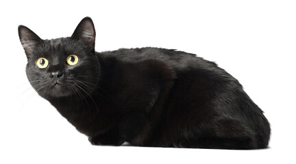 Cute black cat on white background. Adorable pet