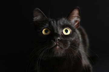 Cute cat on black background, closeup. Adorable pet