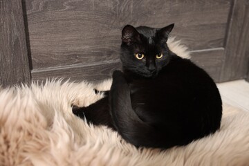 Cute black cat lying on rug. Adorable pet