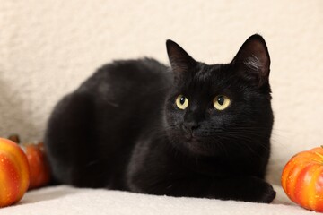 Cute black cat lying on white armchair near pumpkins. Adorable pet