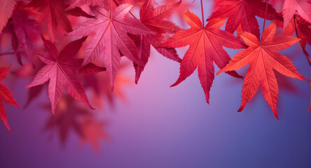 Obraz premium Vibrant Red Maple Leaves Autumn Background