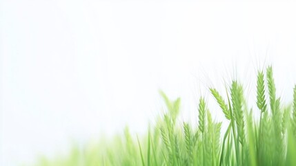Obraz premium Lush green wheat field, bright background.