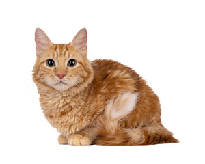 Young Aphrodite's Giant Longhair aka Cyrpus or Cypriot cat, laying down side ways. Looking straight to camera. Isolated cutout on a transparent background.