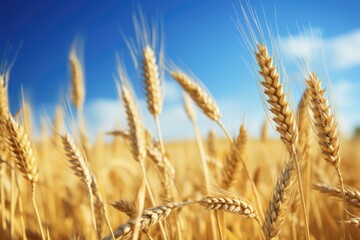Fototapeta premium Golden Wheat Field and Sunny Day. Rural Landscape of Yellow Cereal Plant in Agriculture with Blue Sky and Nature Scenery