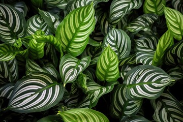 Green Beauty: Calathea Plant with Striped Leaves - A Stunning Tropical Botanical Foliage for Your Garden - 3:2 Aspect Ratio