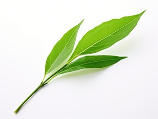 Fototapeta premium Green Tea Leaf on White Background - Isolated Fresh Nature Plant Bud for Tea Lovers