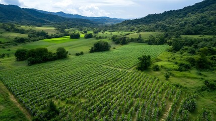 Fototapeta premium Scenic Agricultural Field Amidst Lush Green Valley and Rolling Hills : Generative AI