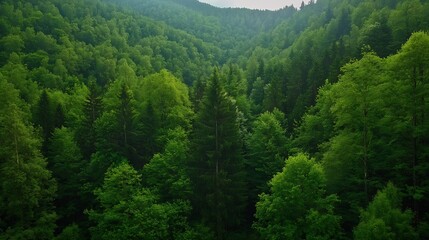 Obraz premium Lush Green Forest Landscape Highlighting the Serenity of Nature : Generative AI