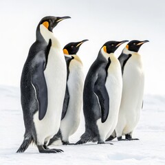 Fototapeta premium Four Emperor Penguins in a Row Composition, Antarctica, Wildlife Photography, Aptenodytes forsteri Emperor Penguin, Antarctica