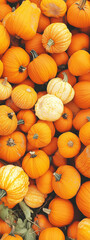 Pumpkin Patch Abundance: A vibrant display of plump, orange pumpkins, each boasting unique textures...