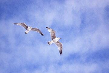 seagulls in flight
