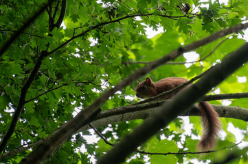 squirrel on a tree