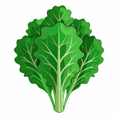 kale vegetable vector