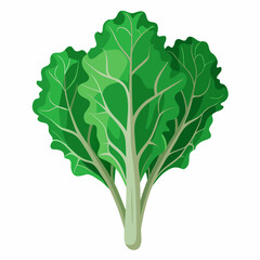 kale vegetable vector