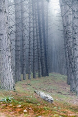 Gothic natural landscape with trees covered by fog in the mountains, Sardinia
