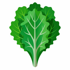 kale vegetable vector