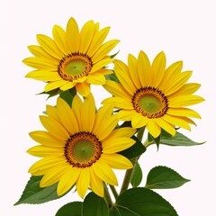 Obraz premium Isolated sunflower botanical summery yellow blooms and vibrant green foliage on a hand-drawn background